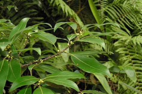 香樟木|樟（樟科樟属植物）